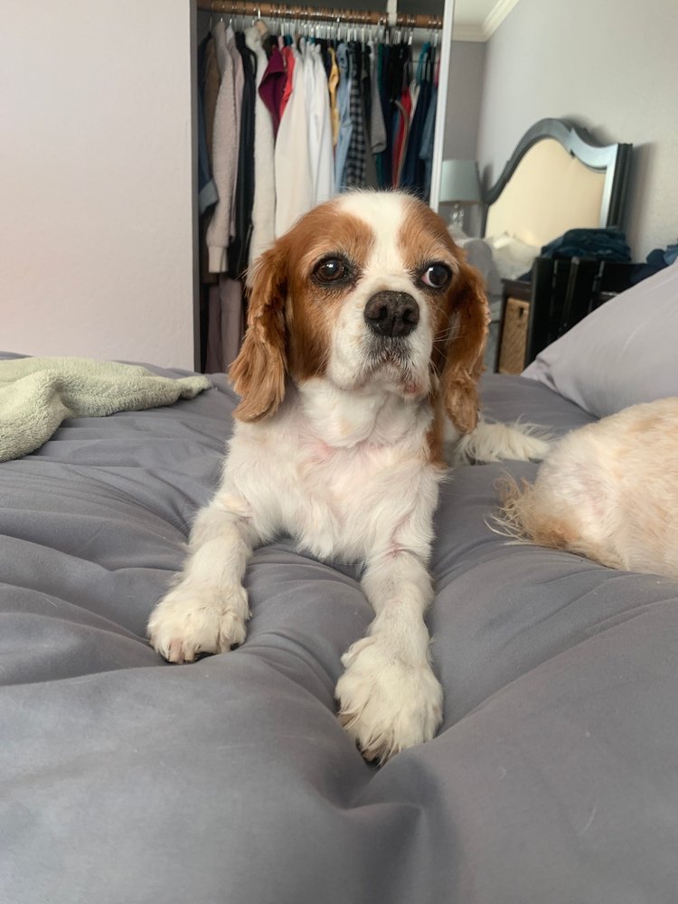 View of Best Mobile Pet Grooming Near Me - Yelp