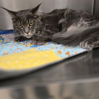 VCA Kootenai Animal Hospital - Veterinarians Near Me - Post Falls, Idaho VCA Kootenai Animal Hospital - Veterinarians Near Me - Post Falls, Idaho