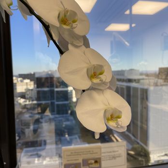 Justin Raanan, DDS MMSc Periodontist Beverly Hills - Such a beautiful view in this office - Periodontists Near Me - Beverly Hills, California Justin Raanan, DDS MMSc Periodontist Beverly Hills - Such a beautiful view in this office - Periodontists Near Me - Beverly Hills, California