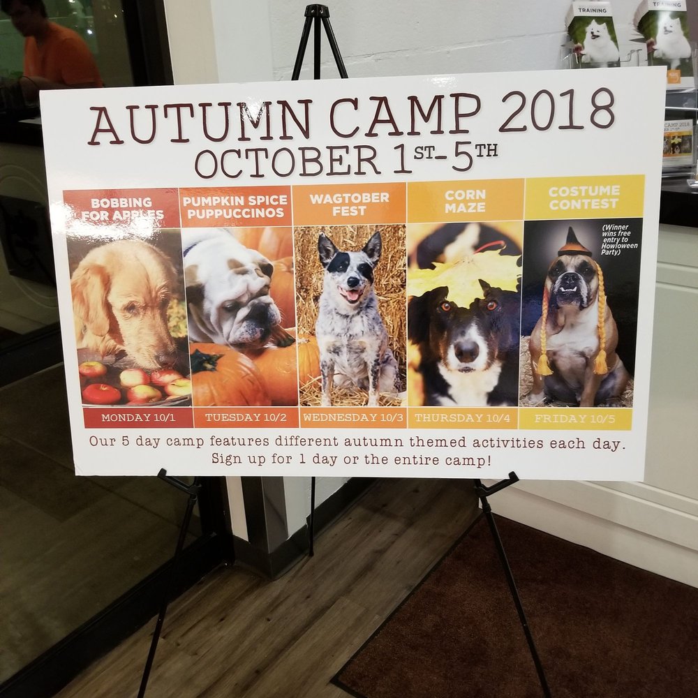 Wag Hotels - Carson - Pet Training Near Me - Carson, California Wag Hotels - Carson - Pet Training Near Me - Carson, California