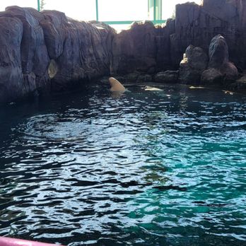 Shedd Aquarium - Aquariums Near Me - Chicago, Illinois