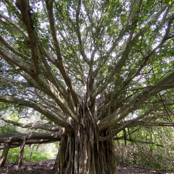 Pipiwai Trail - Hiking Near Me - Hana,, Hawaii