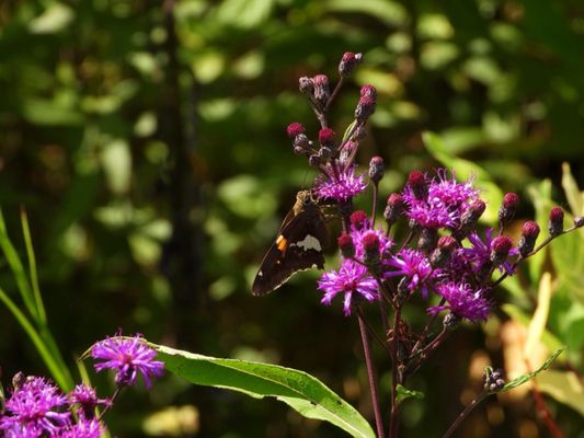 Bowman's Hill Wildflower Preserve by null