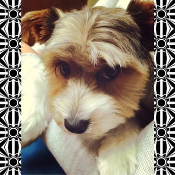 DoGood Grooming - Love! My little Darla! - Pet Groomers Near Me - Libertyville, Illinois DoGood Grooming - Love! My little Darla! - Pet Groomers Near Me - Libertyville, Illinois