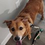 Photo of Cordial Canine Pet Services