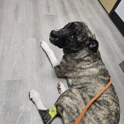 Emergency Veterinary Hospital - My pup after throwing up a stuffed toy!