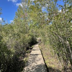 Pine Grove Trail - Boardwalk
