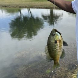 The first fish I ever caught.