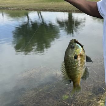Coachella Lakes RV Resort - The first fish I ever caught. - RV Parks Near Me - Coachella, California