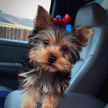 Artistic Pet Salon - Teddy went in for his first visit with Debra. He's so happy with his Patriots bow for this super bowl weekend. - Pet Groomers Near Me - Fresno, California Artistic Pet Salon - Teddy went in for his first visit with Debra. He's so happy with his Patriots bow for this super bowl weekend. - Pet Groomers Near Me - Fresno, California
