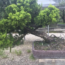 Bonsai Bonsai