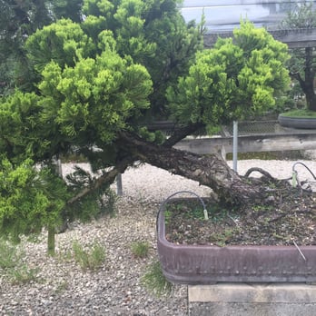 Miami Tropical Bonsai - Bonsai - Nurseries & Gardening Near Me - Miami, Florida Miami Tropical Bonsai - Bonsai - Nurseries & Gardening Near Me - Miami, Florida