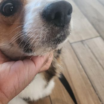 Bone Sweet Bone - Uncontrollable drooling right after I picked him up - Pet Boarding Near Me - North Hollywood , California