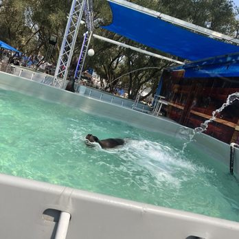 California State Fair - Sea lions - Festivals Near Me - Sacramento, California