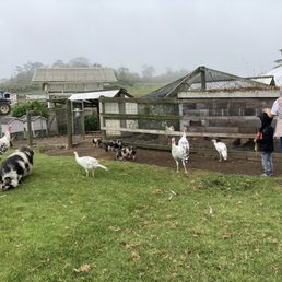 Happy pigs & turkeys