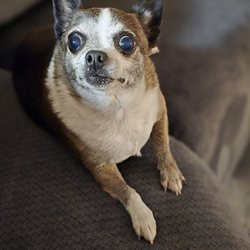 Caring Critter Sitters