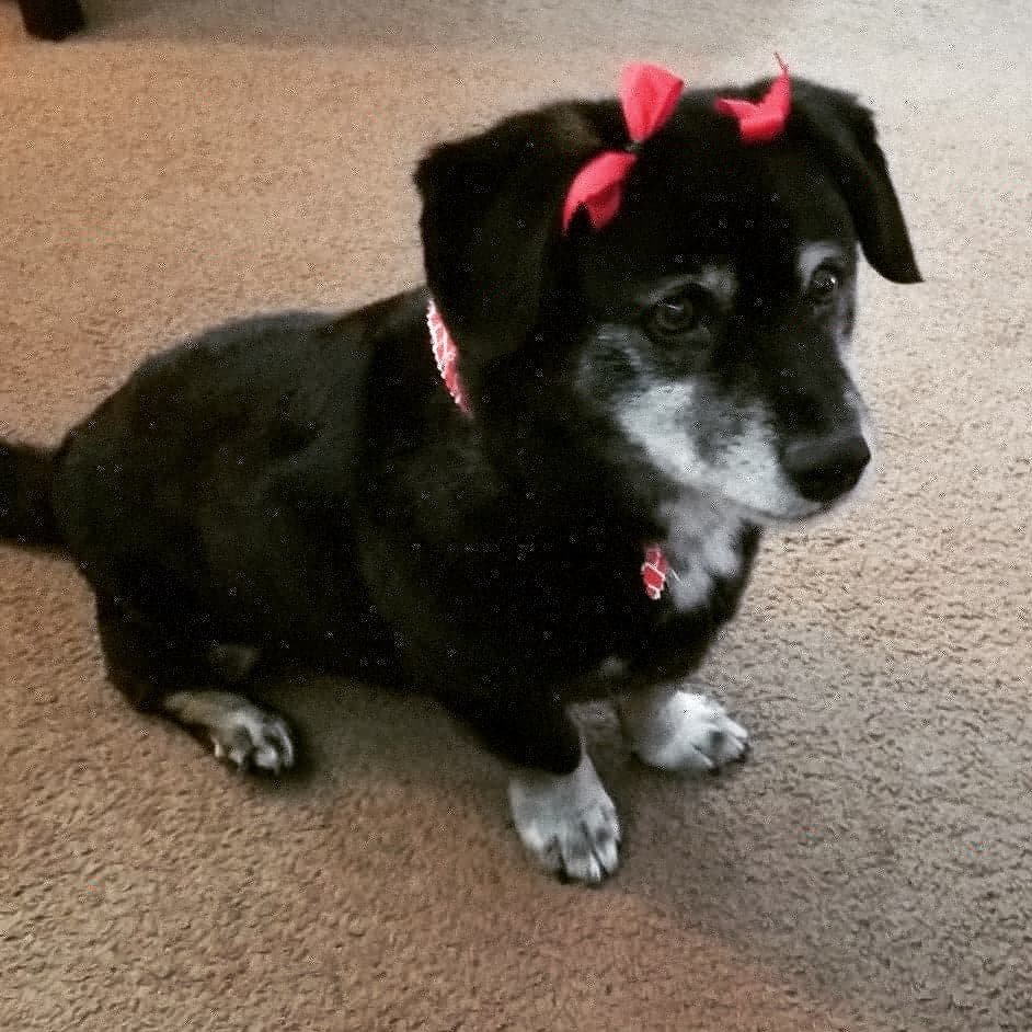 transfurmations mobile pet spa