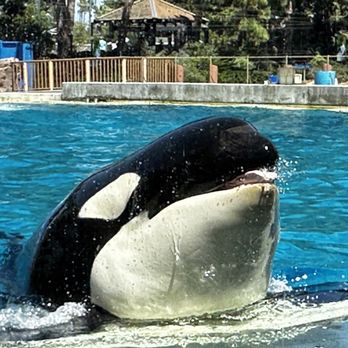 Dine With Orcas - Buffets Near Me - San Diego, California Dine With Orcas - Buffets Near Me - San Diego, California