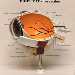 The human eye
