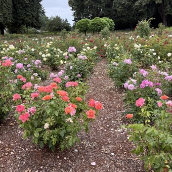 Peninsula Park - Roses - Parks Near Me - Portland, Oregon Peninsula Park - Roses - Parks Near Me - Portland, Oregon