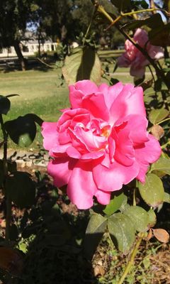 Rose Garden at Victory Park by null