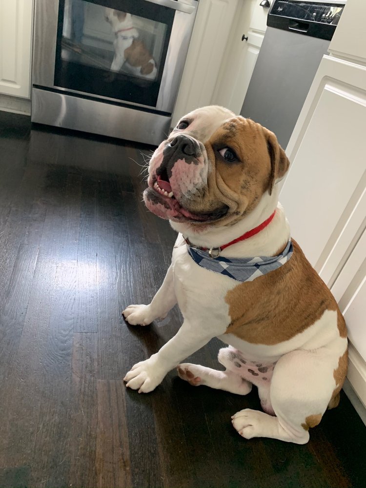 BUBBLES AND BRUSHES FOR PAWS GROOMING SALON Updated September 2024 14 Photos & 34 Reviews