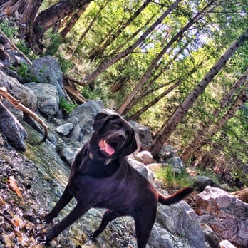 Ice House Canyon Trail - Zeus in the stream - Hiking Near Me Ice House Canyon Trail - Zeus in the stream - Hiking Near Me