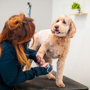 DogiZone - Pet Training Near Me - Rockville, Maryland DogiZone - Pet Training Near Me - Rockville, Maryland