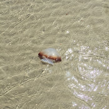 Tybee Island - Jellyfish - Beaches Near Me - Tybee Island, Georgia Tybee Island - Jellyfish - Beaches Near Me - Tybee Island, Georgia