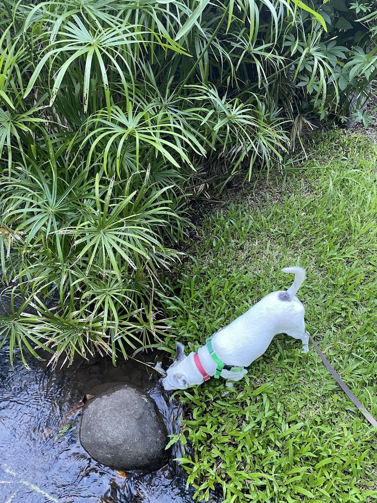 Happy Dogs Maui