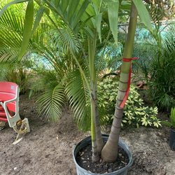 Shaughnessy Nursery & Landscaping - Great quality and size trees, shrubs, great price. Family-owned business; knowledgeable and super nice! Do pavers and lighting too!