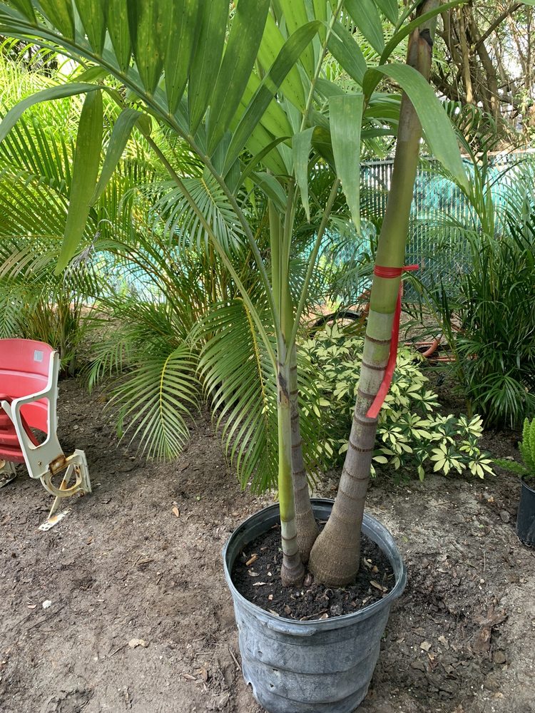 SHAUGHNESSY NURSERY & LANDSCAPING Updated August 2024 11251 131st