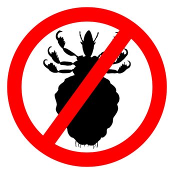 Comb & Cure - Professional Lice Treatment and Lice removal - Lice Services Near Me Comb & Cure - Professional Lice Treatment and Lice removal - Lice Services Near Me