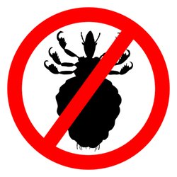 Comb & Cure - Professional Lice Treatment and Lice removal