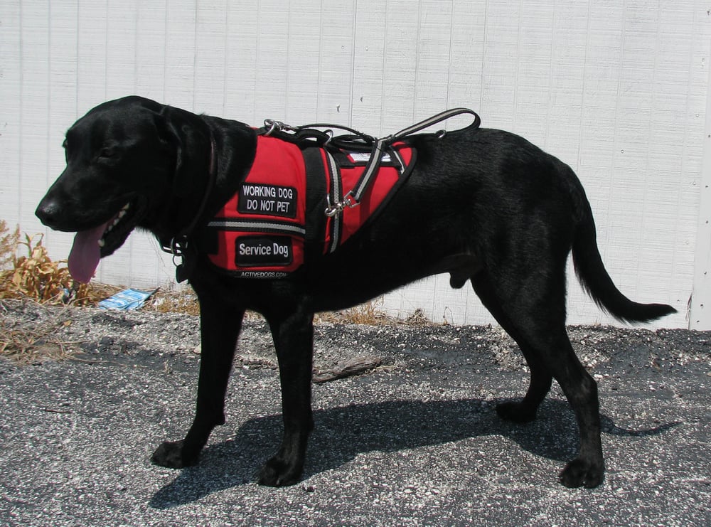 Tampa Metro Pets Image