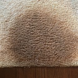 First Responders Carpet Cleaning - This is the before photo of my accident.
