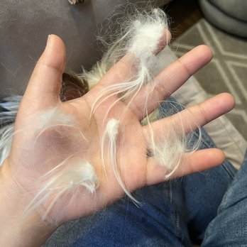 PetQuest Spa & Hotel - Pet Groomers Near Me - Chattanooga, Tennessee