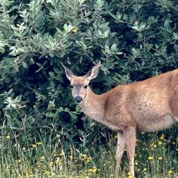 Deer Deer