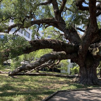 Treaty Oak Park - Parks Near Me - Jacksonville, Florida