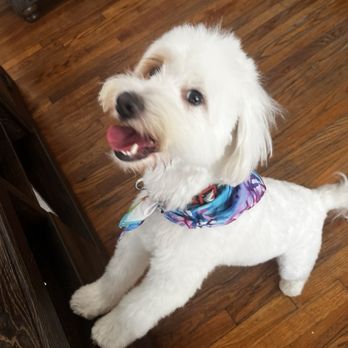 Happy Dog Spaw - after - Pet Groomers Near Me - Bonita, California