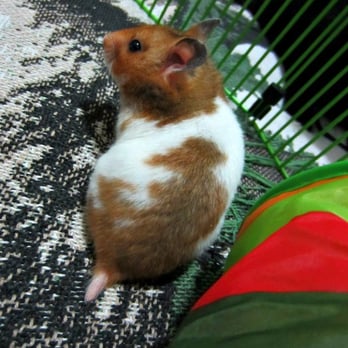 Kahoots Pet Store - Kit Kat - Pet Stores Near Me - San Diego, California Kahoots Pet Store - Kit Kat - Pet Stores Near Me - San Diego, California