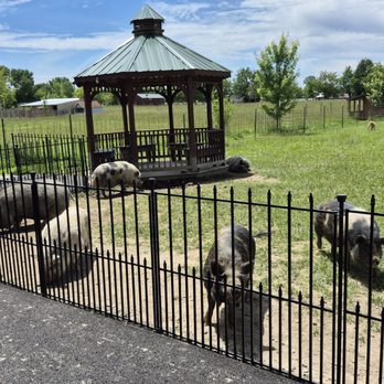 Oinking Acres Farm - Attraction Farms Near Me - Brownsburg, Indiana Oinking Acres Farm - Attraction Farms Near Me - Brownsburg, Indiana