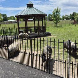 Oinking Acres Farm