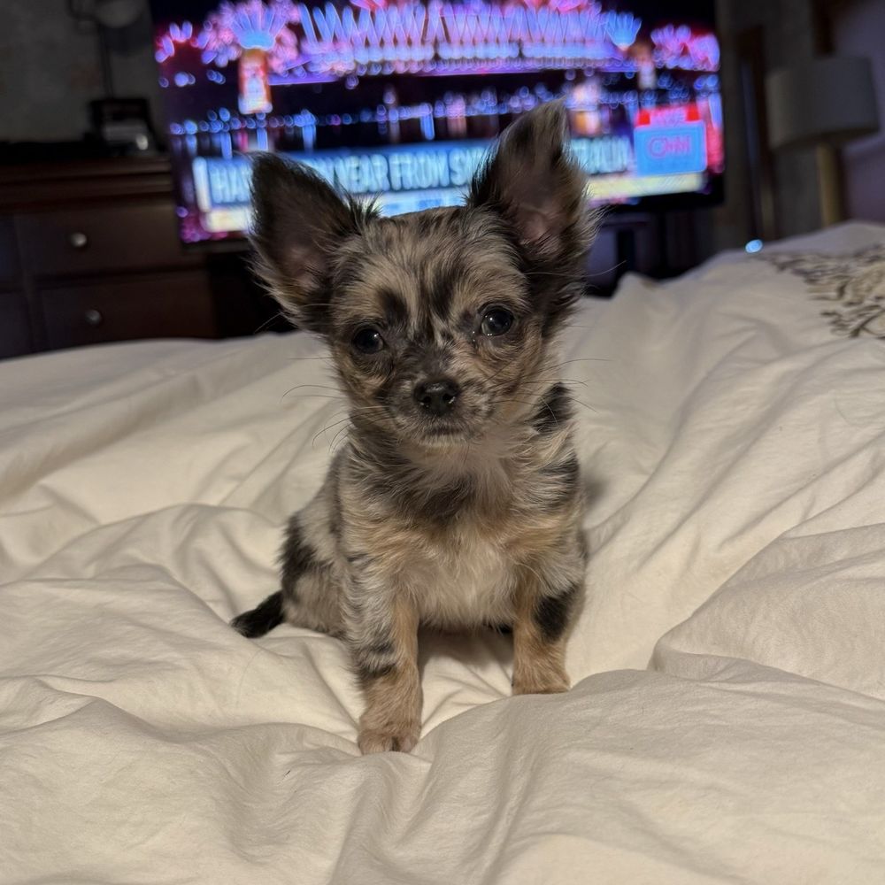 Baxter's Chihuahuas - Pet Breeders Near Me - Amity, Pennsylvania