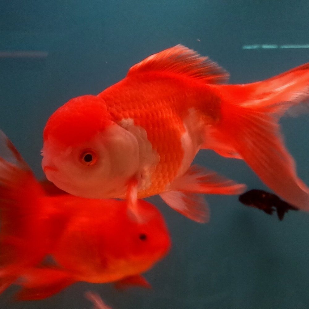 CD Aquarium - large orange oranda - Pet Stores Near Me - San Jose, California