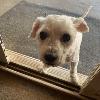 Pawfect Express Pet Spa - so cute, love love love - Pet Groomers Near Me - Montebello, California