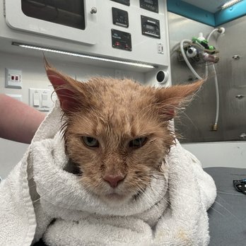 Purrvana Chicago - After Bath - Pet Groomers Near Me