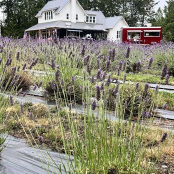 Loblolly Lavender Farm - Pick Your Own Farms Near Me - Shelton, Washington Loblolly Lavender Farm - Pick Your Own Farms Near Me - Shelton, Washington