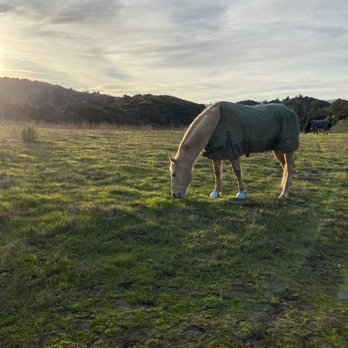 Byrne Preserve - Horses graze here. - Hiking Near Me - Los Altos Hills, California Byrne Preserve - Horses graze here. - Hiking Near Me - Los Altos Hills, California