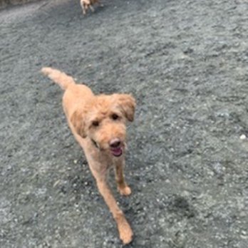 Happy Dogs On The Hill - Pet Training Near Me